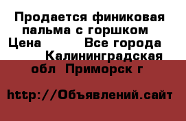 Продается финиковая пальма с горшком › Цена ­ 600 - Все города  »    . Калининградская обл.,Приморск г.